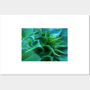 Sunflower Bud Posters and Art